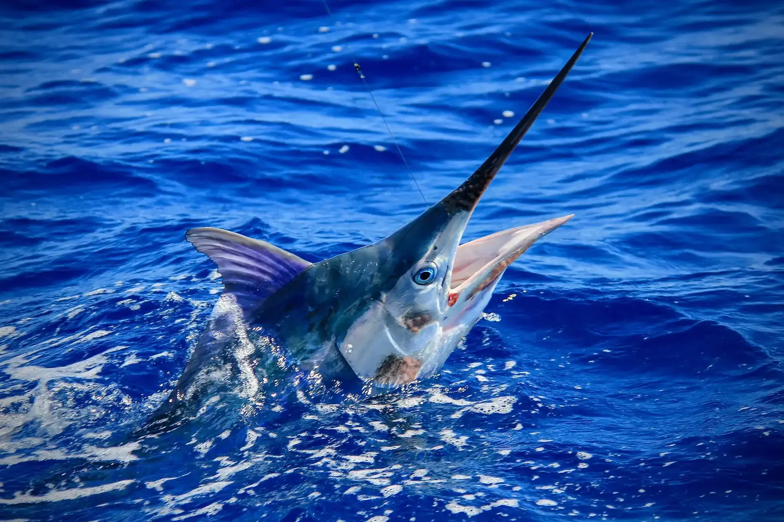 Deep-sea sport fishing off Cap Cana
